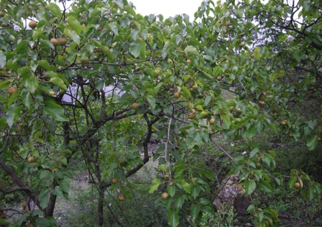 八种常见有毒花，这15种大毒花