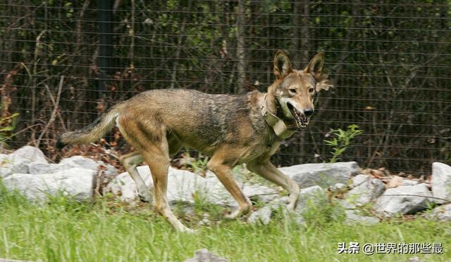 犬科动物有哪些，犬科动物排行榜