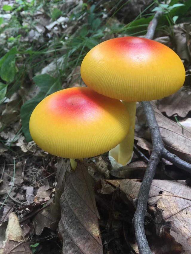 红色的有毒蘑菇有哪几种，颜色鲜艳的蘑菇就是有毒的吗