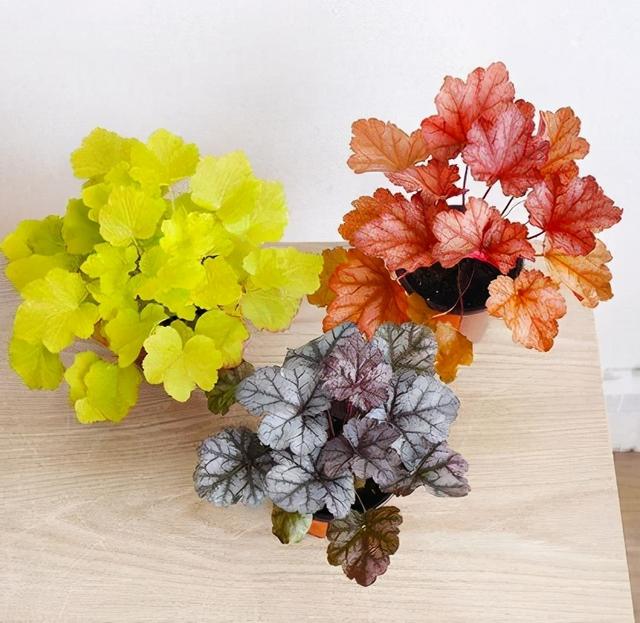 矾根，矾根绿植养护