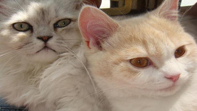 猫咪为什么怕黄瓜，揭秘猫咪为什么会怕黄瓜（猫为什么会害怕黄瓜）