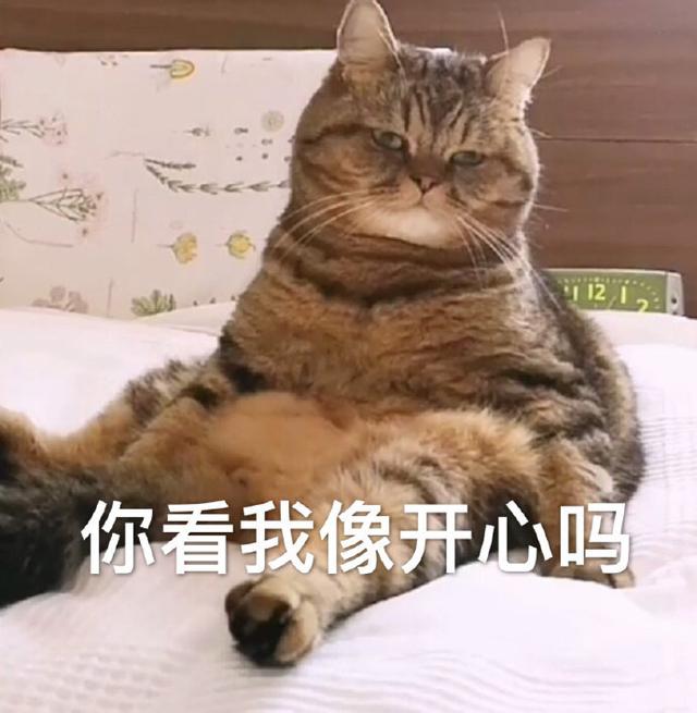 猫咪表情包大全图，可爱的猫咪表情包合集