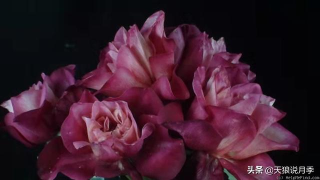 颜值高花期长的月季，七种优秀盆栽月季