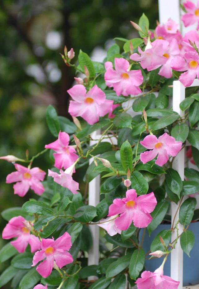 庭院中种什么爬藤花，院子里如果想搭设花廊架