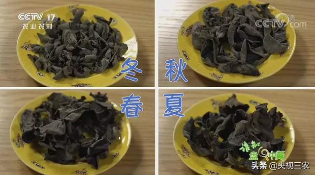 木耳食用的注意事项，黑木耳泡发不当或有生命危险