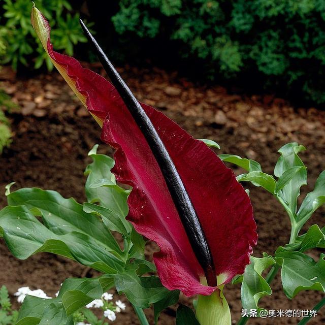 世界上十大奇异的植物，地球上最珍稀的20种植物