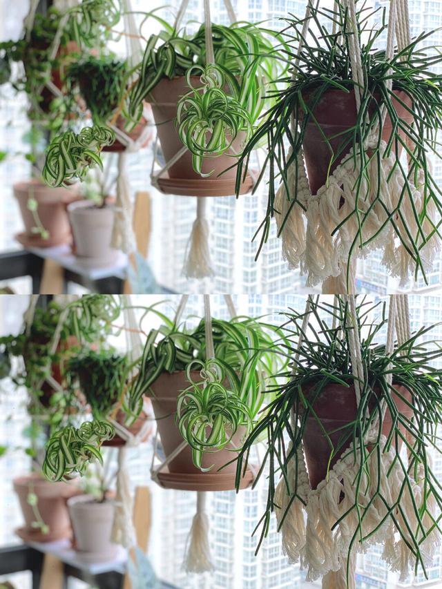 养猫家庭适合养的绿植，4种适合养猫家庭的植物