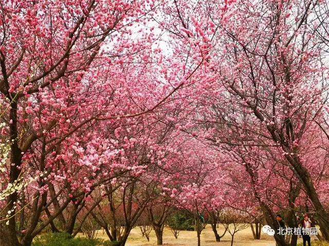 北京一日游攻略，北京一日旅游攻略必去景点