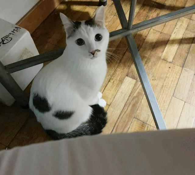 猫咪起什么名字最好听母猫，中国铲屎官绝对把气质