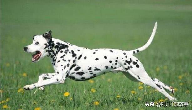 斑点狗为什么禁养，为什么很少人养斑点狗（“禁养狗”名单公布）