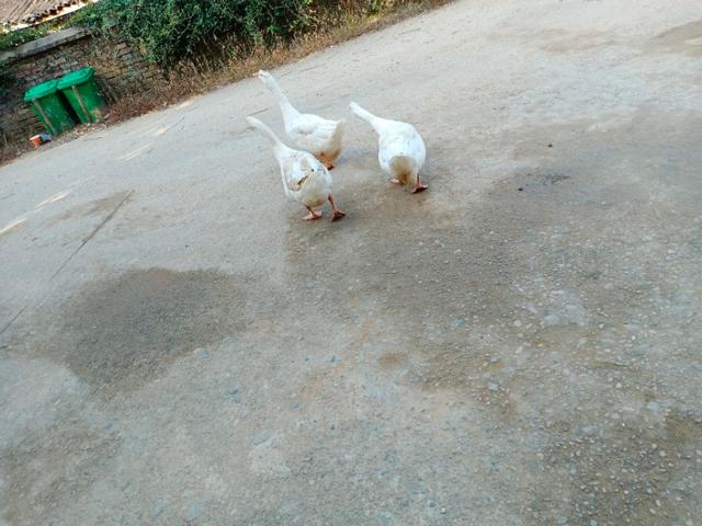 鹅叫声的声音，一种罕见的音乐