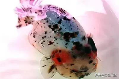兰寿金鱼图鉴大全，金鱼品种大全之蛋种金鱼