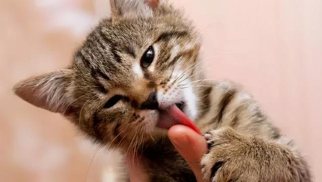 猫咪舔主人的手，猫咪舔舐常见的6个含义（猫咪舔人手表示什么）