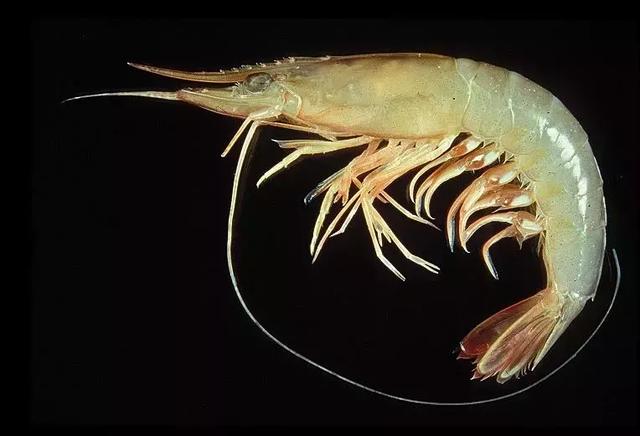 对虾一般有几个品种，基围虾、明虾、白对虾