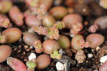 67种有毒多肉，这些多肉谨慎买