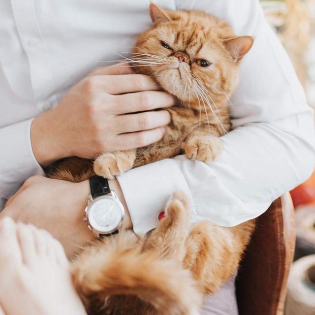 怎么改善猫咪口臭，猫咪口臭原因有哪些