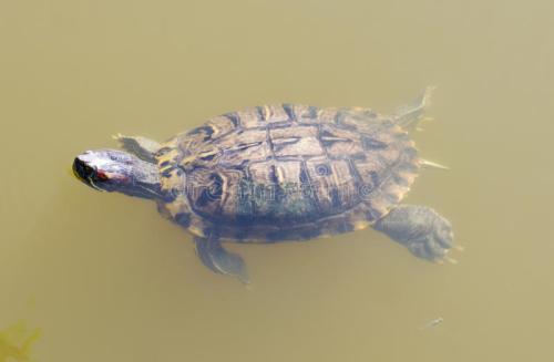 乌龟的饲养方法，小乌龟的正确饲养方法（轻轻松松可以搞定）
