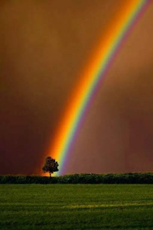 老树长新芽枯木又开花，枯木逢春老树开花