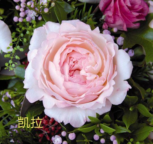 奥斯汀月季哪种最经典，香味浓郁还好养活。香味控别错过