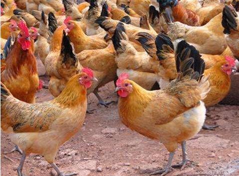 最简单的散养土鸡方法，养鸡秘诀：常见的土鸡散养方式