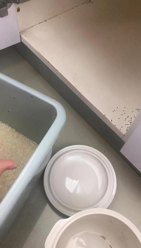 家里常见的虫子，钦州人家里的米长满了这种密密麻麻的虫子（厨房常见的七种虫子）