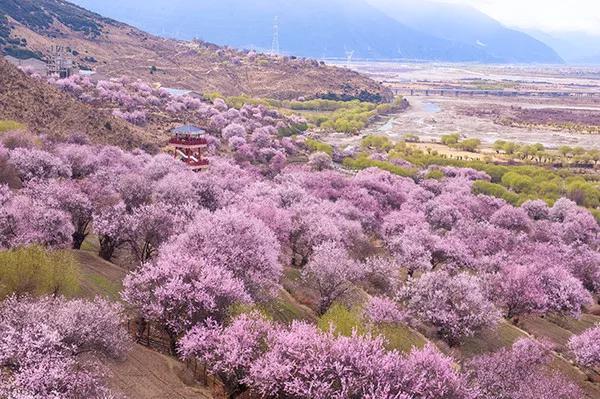 桃花嫣然出篱笑，关于桃花最美的诗词（赏读：桃花依旧笑春风）