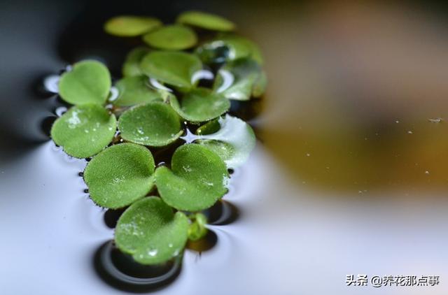 养殖热带鱼鱼缸如何装饰，在客厅养热带鱼