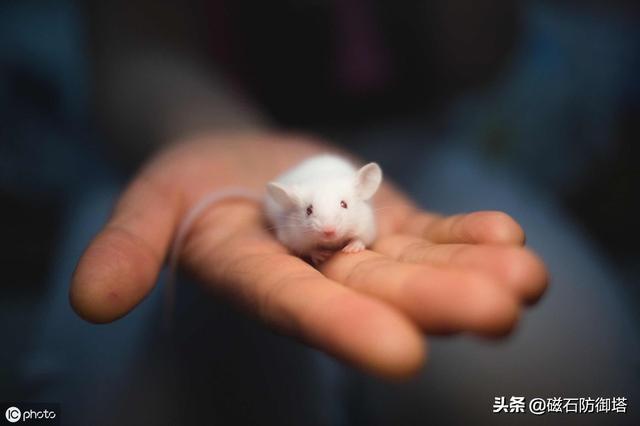 有关鼠的各种知识，鼠道难四只鼠的自述