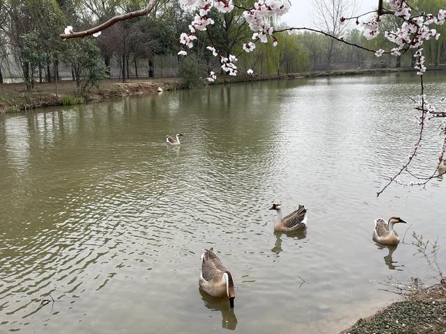 沾衣欲湿杏花雨的下一句，沾衣欲湿杏花雨后面一句是什么（吹面不寒杨柳风。诗句常被引用）