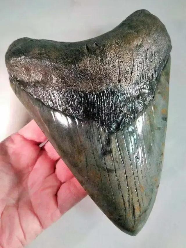 巨齿鲨和大白鲨有什么不一样，巨齿鲨和大白鲨的区别和关系