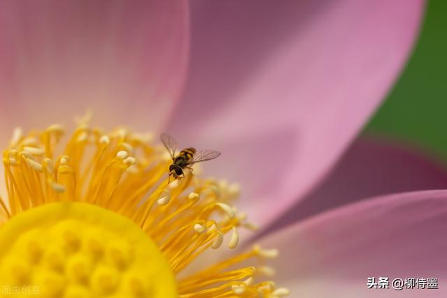 荷花拍照10个技巧，帮你把荷花拍得不一般