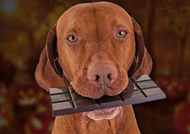 狗狗能吃葡萄干吗，狗狗不能吃的27种食物（狗狗天天吃这六种食物）