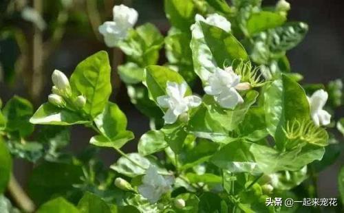 用什么水浇花最好，三种水浇花不烂根（盆盆长得油绿茂盛）