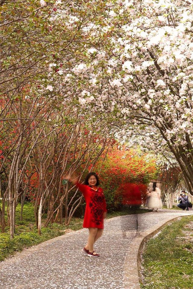 洛阳樱花道旅游攻略，樱花大道游人流连忘返