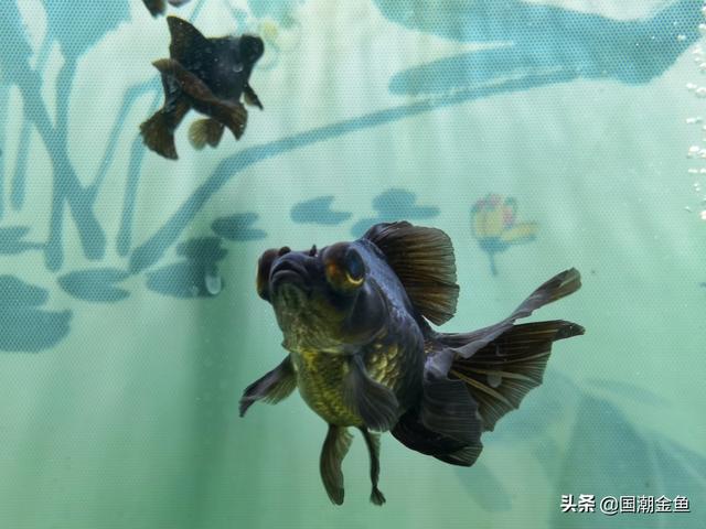 金鱼的品种有哪些，金鱼的品种都有哪些