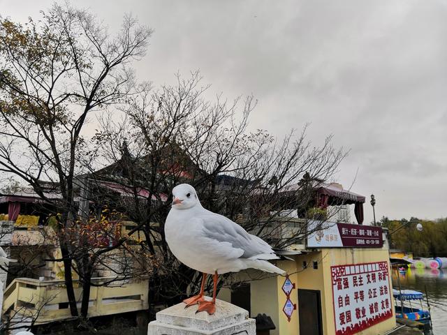 昆明海鸥最佳观赏地，去海埂大坝看海鸥前