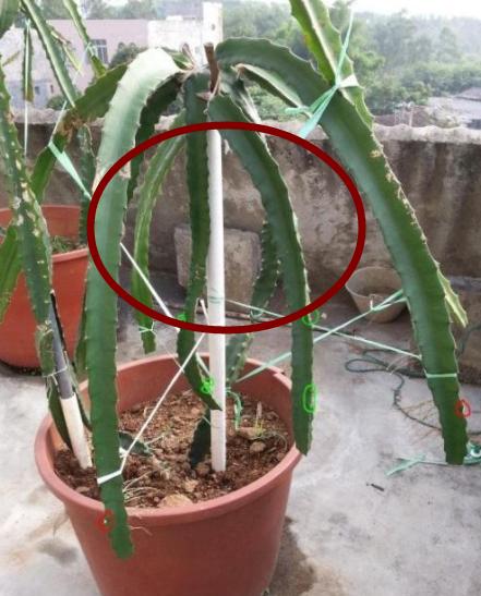 火龙果种植方法图解，火龙果挖一勺埋土里