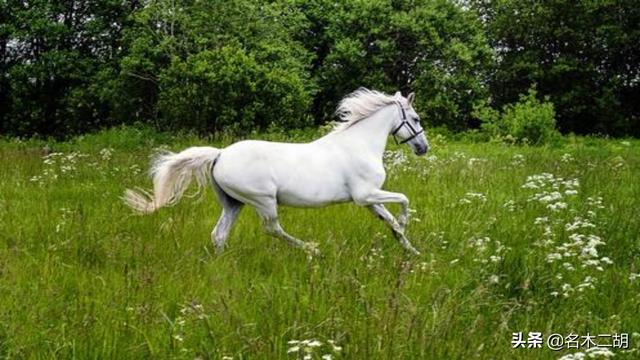 马头琴是怎么由来的，草原上第一把马头琴的来历