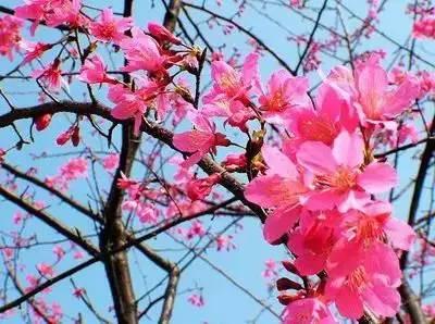 花语代表治愈的花，100种花的花语养养眼