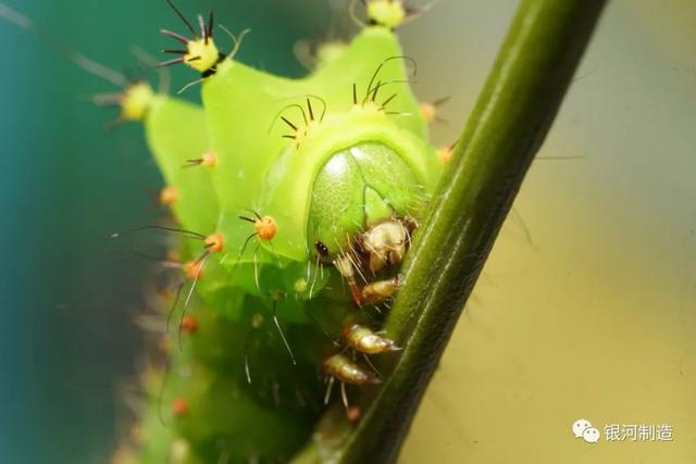 有哪些常见的飞蛾，自然记录蛾生一瞬