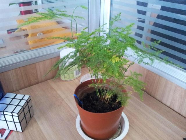 文竹为什么容易开花，撒花盆长出一片小苗子