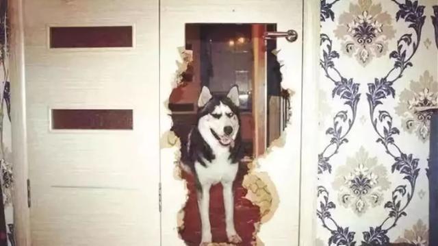 哪些狗狗性格温顺又便宜智商高，公认傻狗排行榜