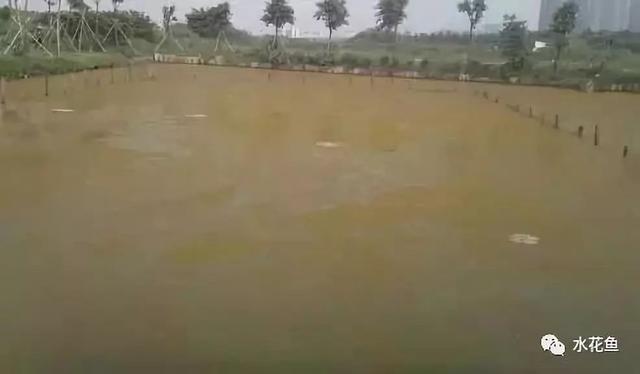 鱼塘蓝藻绿藻治理最有效的方法，出现水华的鱼塘处理方法是这个