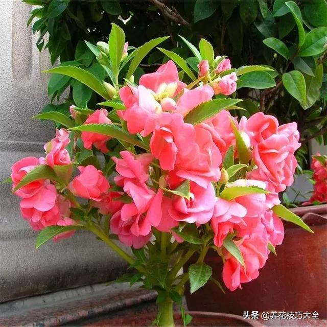 四季开花的花卉，十种四季开花的花卉有哪些（俏丽多姿的花卉）