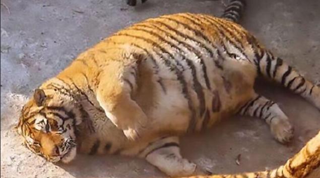 世界不再恐同日是什么时候开始的，世界不再恐同日