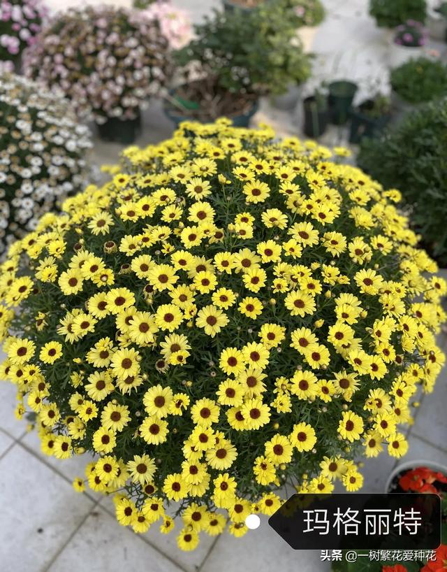 秋天有什么花容易养又好看，这20种花建议选几个