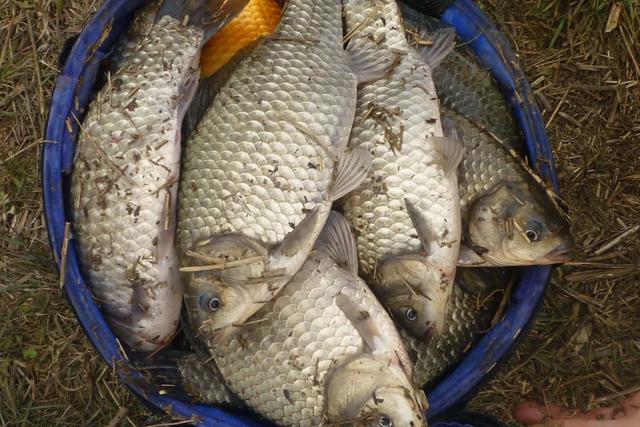 钓鲫鱼用什么方法钓最好，钓鲫鱼有哪些技巧