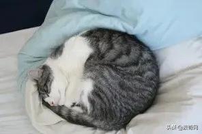 猫咪的4种睡姿代表什么，猫睡姿里藏着这些秘密