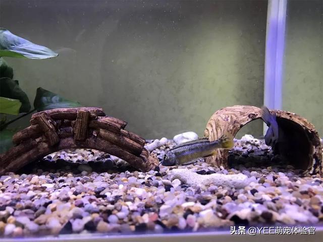 非洲王子鱼造景，非洲王子和杂鲷有什么区别（三天之内把这种观赏鱼养成猪是不可能的）