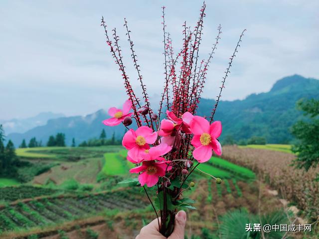 唐崖土家油茶汤，好客的土家人，敬你一碗油茶汤